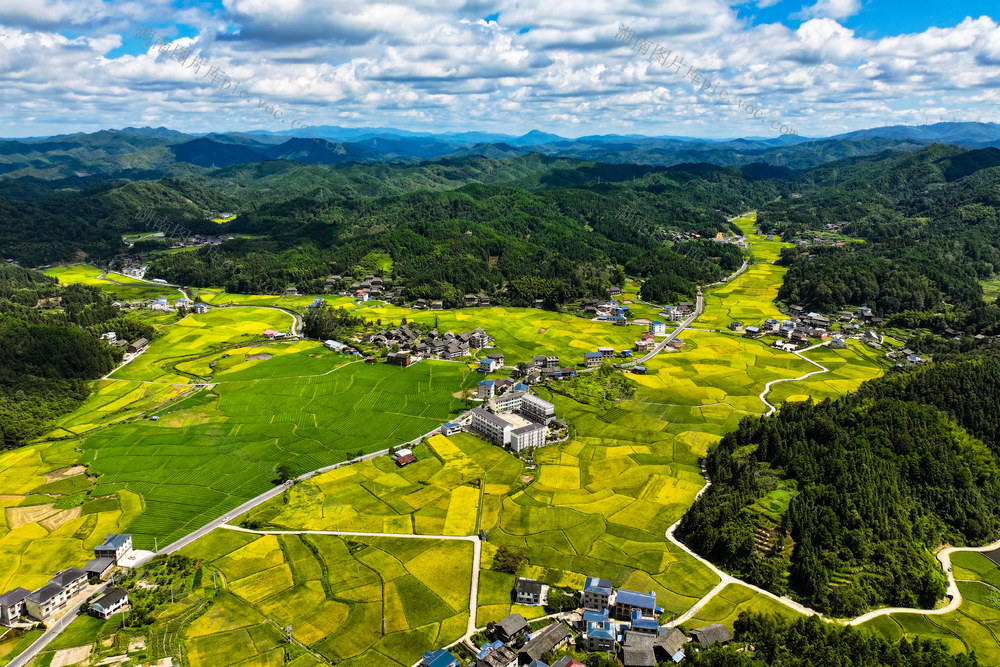 稻田 水稻 田园 乡村 丰收 秋 