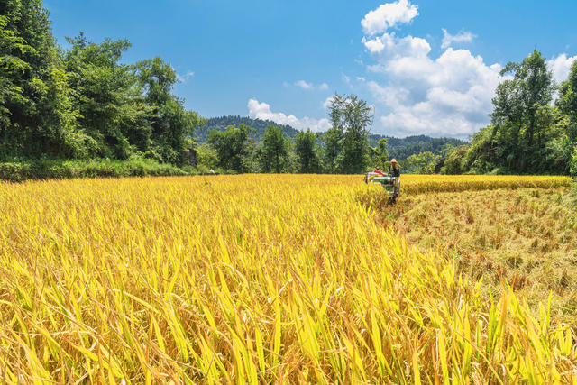 苗岭高山风吹稻浪  金山银山美秋色  蓝天映金稻白云伴秋收 “丰”景喜人入画来