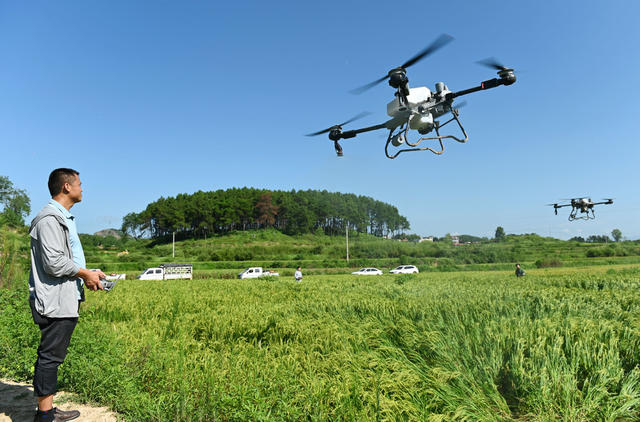 一喷多促，水稻，粮食作物，无人机，农技员，农业，丰产丰收，稳产增产，田，田间管理 管理 农村 