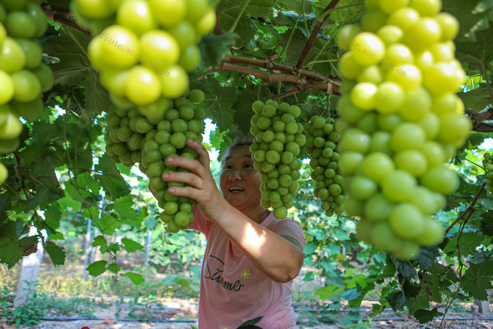 葡萄
经济 、乡村   农业  农民  