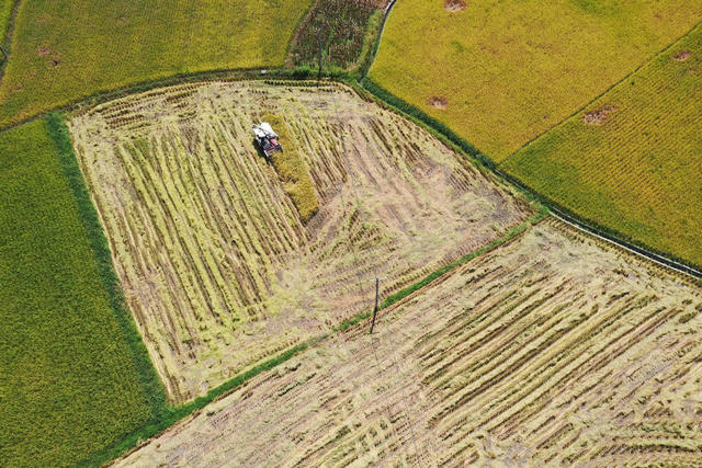 湖南，龙山，跨区，作业，秋收，水稻，收割