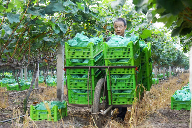 农业  特色种植  葡萄  阳光玫瑰  
 丰收季节  采摘上市
