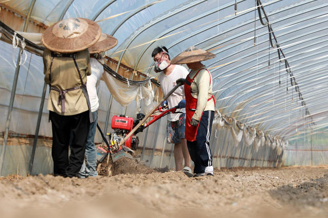 大棚  辣椒  种植  农民  蔬菜