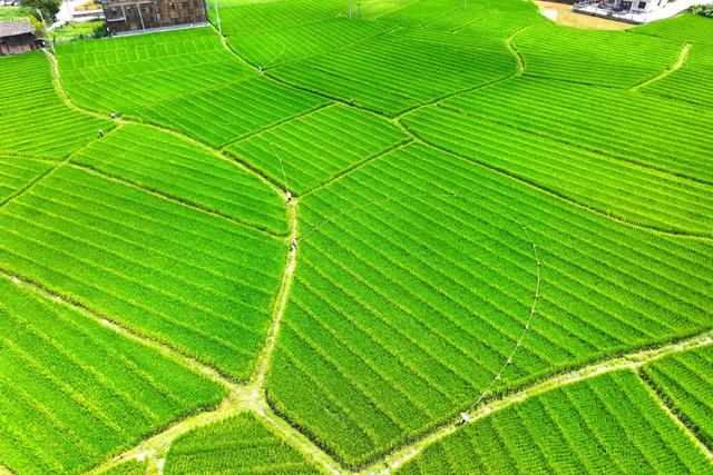 杂交水稻、制种、农业、授粉、农忙