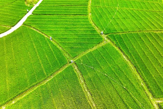 杂交水稻、制种、农业、授粉、农忙