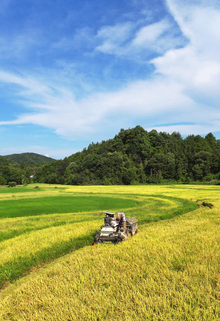 收割  中稻    生产
