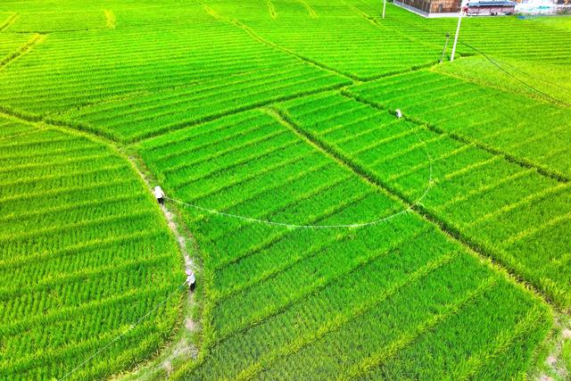 杂交水稻、制种、农业、授粉、农忙