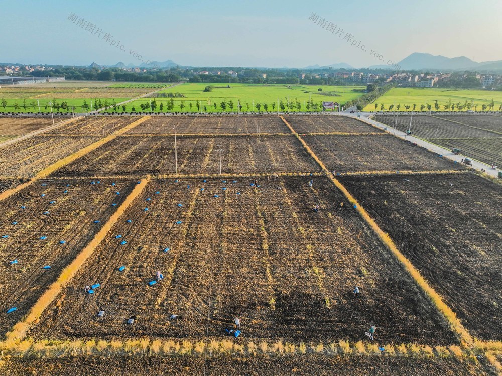 道县
稻蔬轮作