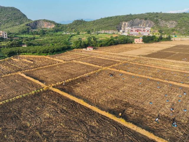 道县
稻蔬轮作