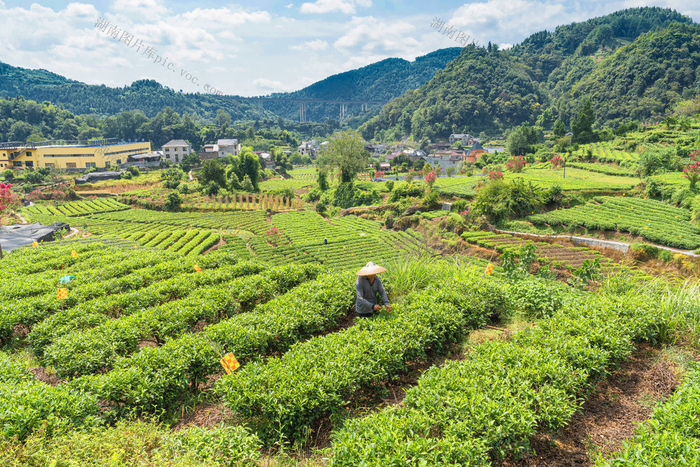 吉首市马颈坳镇隘口村茶园  湘西神秘茶谷  中国湘西黄金茶核心产区  现有绿茶规模19000余亩  村民们抓紧采摘秋茶以供市场需求