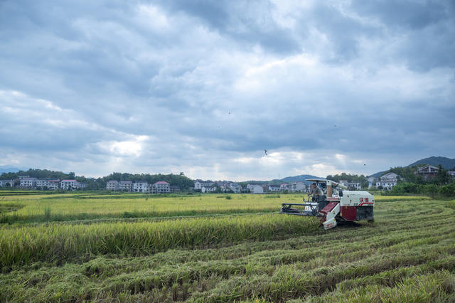 娄底  低镉 水稻品种 示范基地 丰收