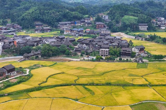 乡村、稻田、丰收、水稻、古村