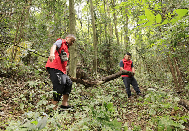 护林
张家界 林场 防火