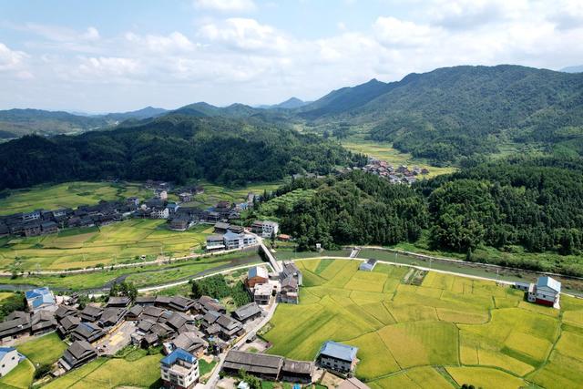 水稻成熟
秋景