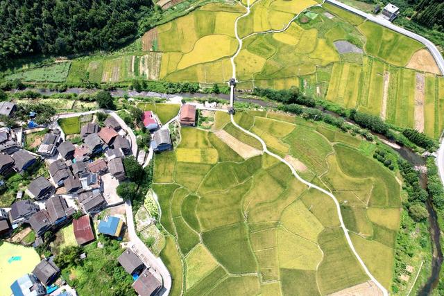 水稻成熟
秋景