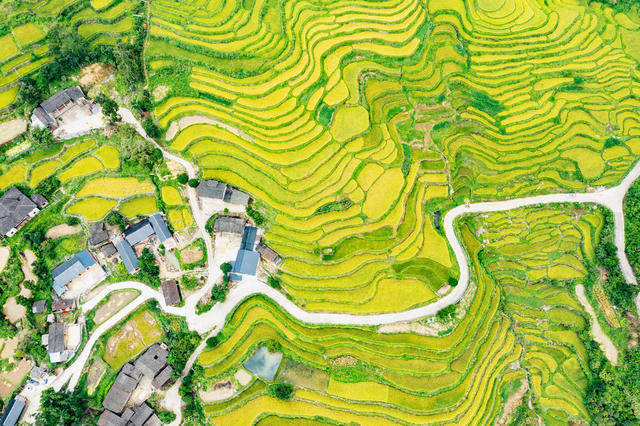 塘家梯田  水稻成熟