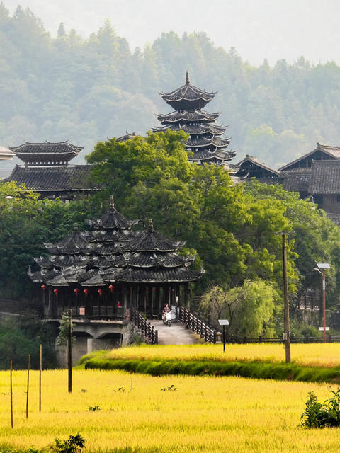 金秋 侗寨 田园 村庄 河流 山林 美丽