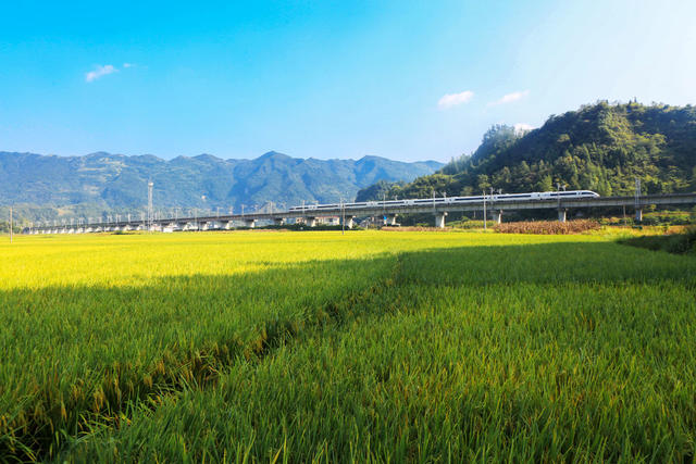 湖南，湘西，黔江区，张家界，常德，丰收，美景，稻谷，成熟，列车，铁路，
