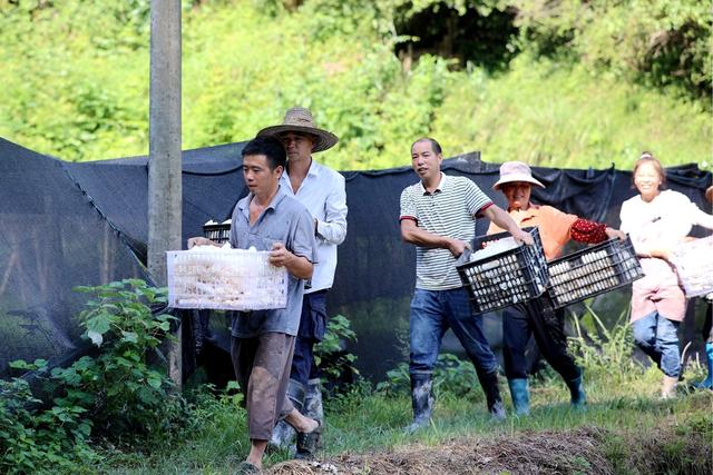 农业、特色产业、竹荪、采摘、丰收