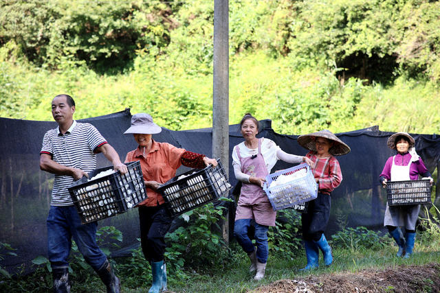 农业、特色产业、竹荪、采摘、丰收