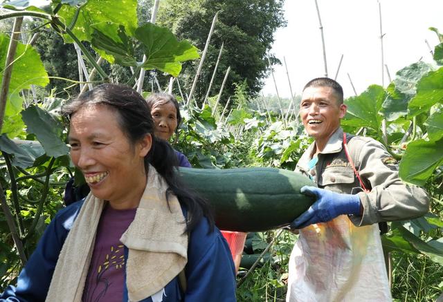 
冬瓜丰收富农家