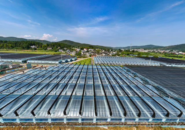 湖南 郴州 坳上 粤港澳大湾区 
 菜篮子 航拍  湖南  郴州 
 苏仙区  坳上镇  坳上古村  郴州市欣兴源  农民  李利华  蔬菜 高科技  种植   广东菜心 芹菜    绿叶青菜    辣椒  基地  绿色生态  蔬菜种植  大湾区 