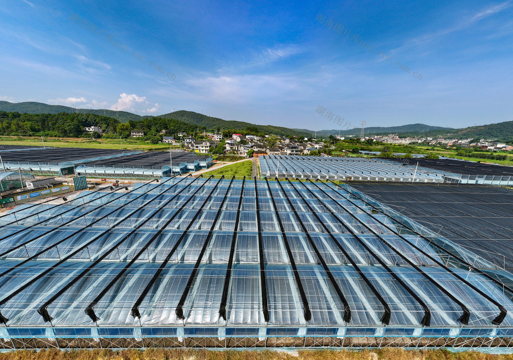 湖南 郴州 坳上 粤港澳大湾区 
 菜篮子 航拍  湖南  郴州 
 苏仙区  坳上镇  坳上古村  郴州市欣兴源  农民  李利华  蔬菜 高科技  种植   广东菜心 芹菜    绿叶青菜    辣椒  基地  绿色生态  蔬菜种植  大湾区 