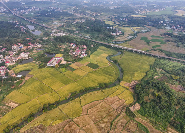 初秋  田园  丰收  水稻  画卷  乡村