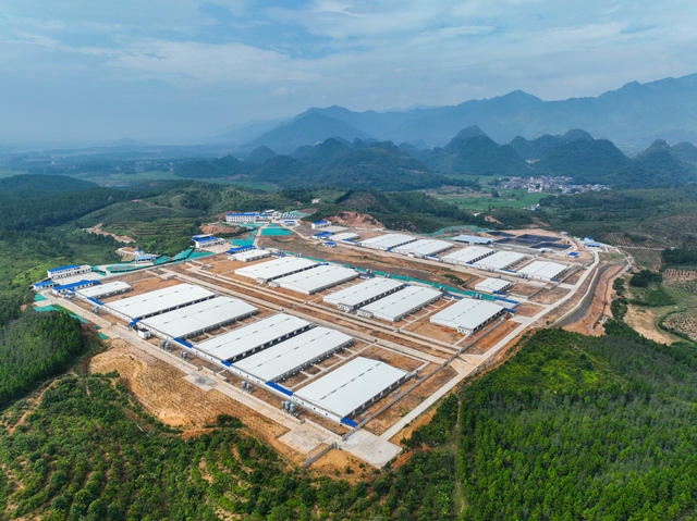 肉盘子
生猪
道县