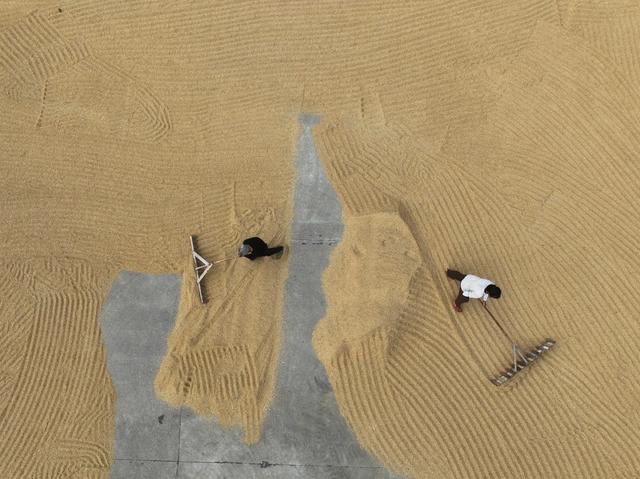 道县
中稻
白露