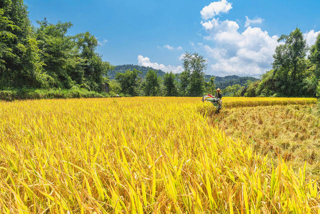 湘西打谷子   湘西金秋的丰景