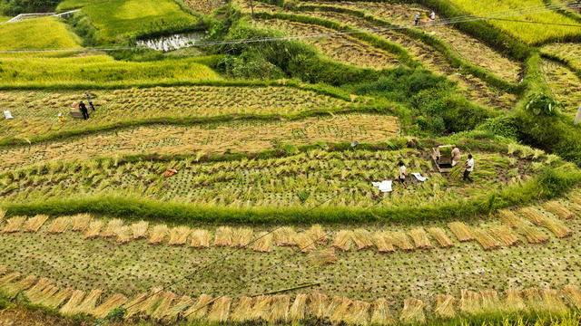 金秋时节、农业、收割稻谷