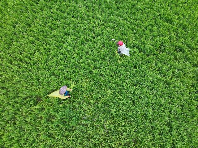 秋事忙
白露
节气
道县