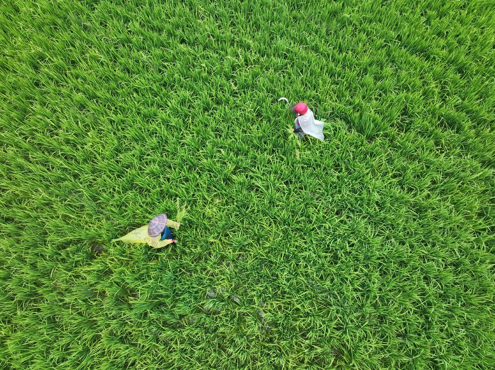 秋事忙
白露
节气
道县