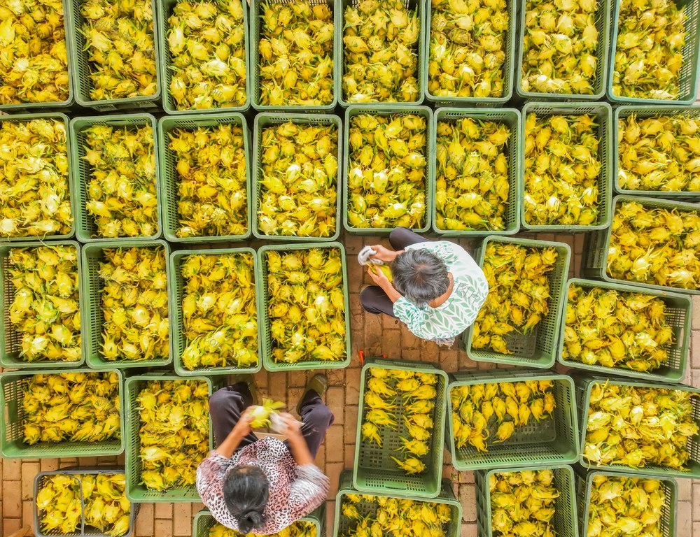 金秋
收获
火龙果
宁远