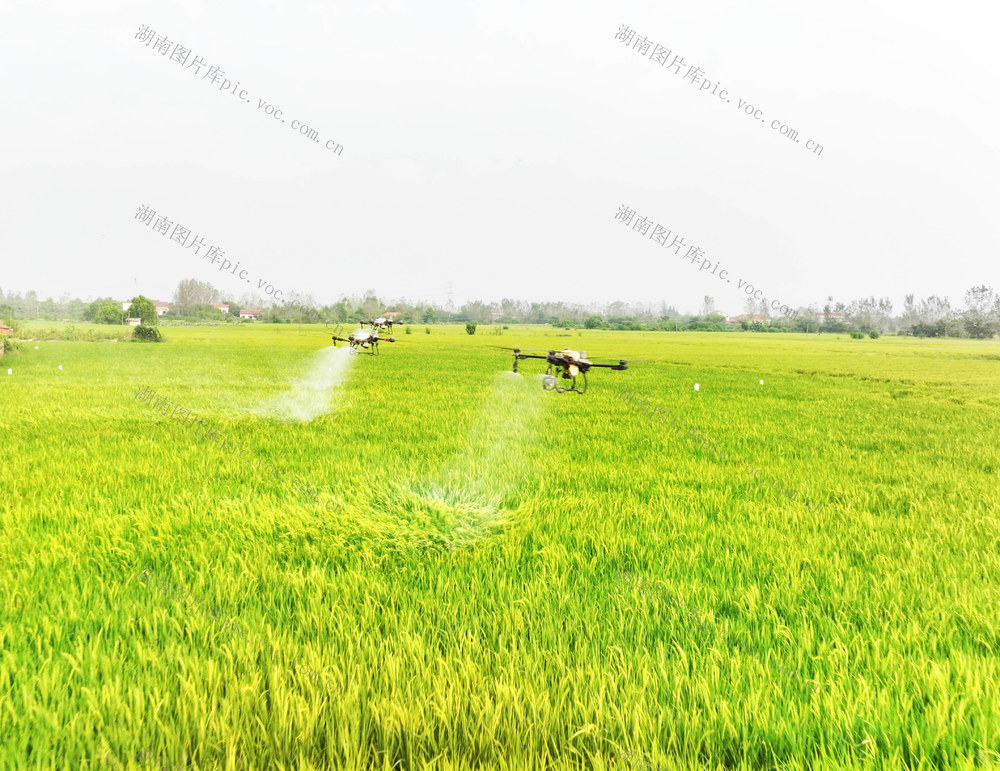 农业  水稻生产  抽穗灌浆期  病虫害防治  空中管护  一喷多促
