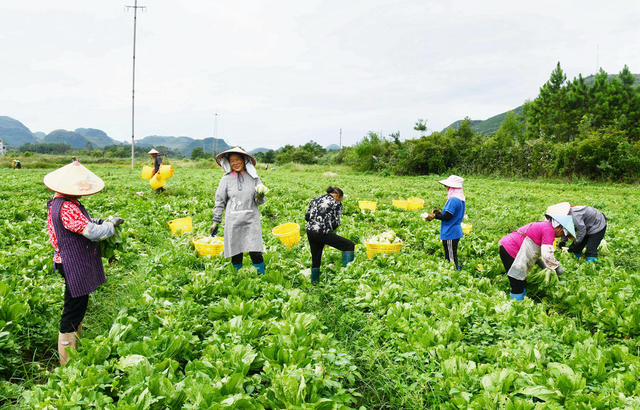 采收芥菜供港澳