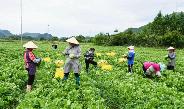 采收芥菜供港澳
