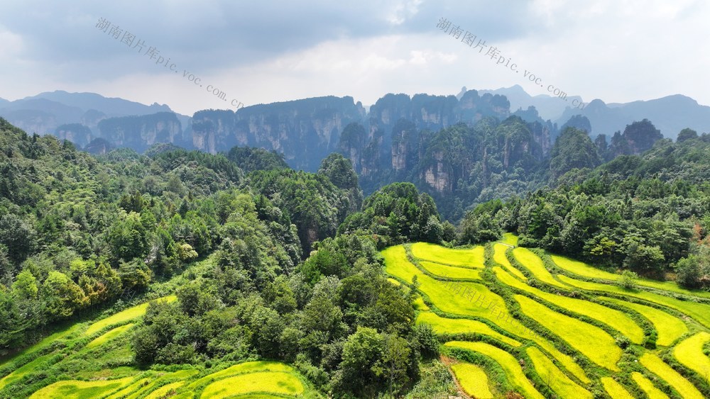 张家界 空中田园 黄金画卷