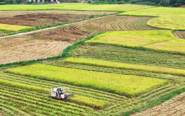 中稻 收割 粮食 生产