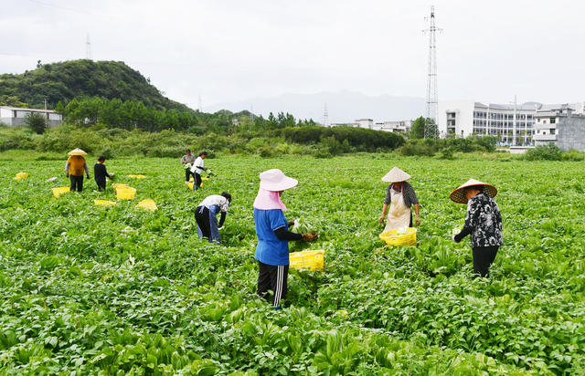 采收芥菜供港澳