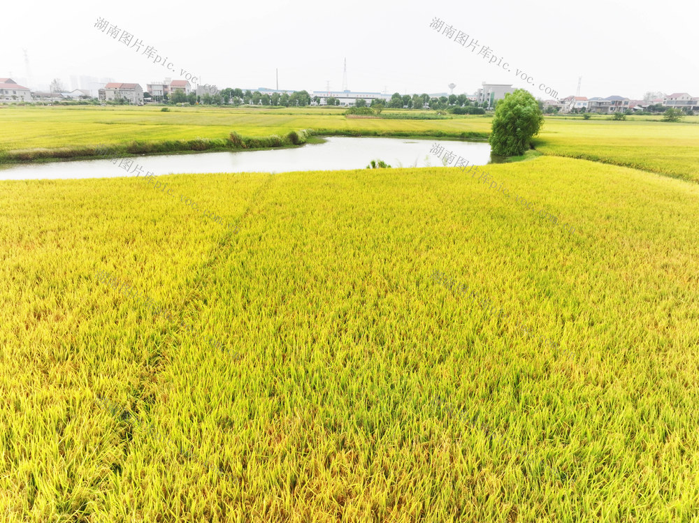 二十四节气  白露  水稻生产  一季稻  成熟季节  金色田野
