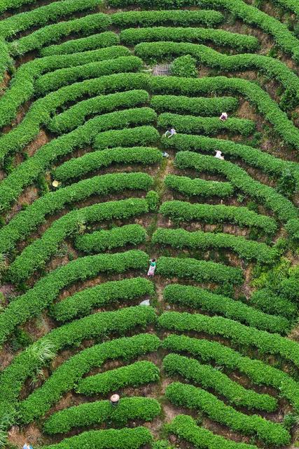 茶叶、秋茶、产业、采茶、茶农