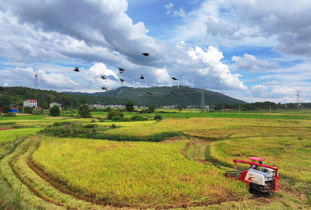中稻 收割 粮食 生产