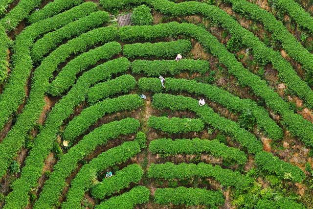 茶叶、秋茶、产业、采茶、茶农