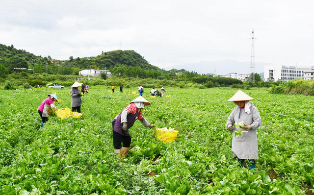 采收芥菜供港澳