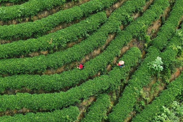 茶叶、秋茶、产业、采茶、茶农