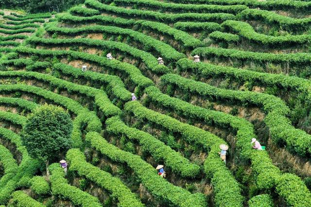 茶叶、秋茶、产业、采茶、茶农