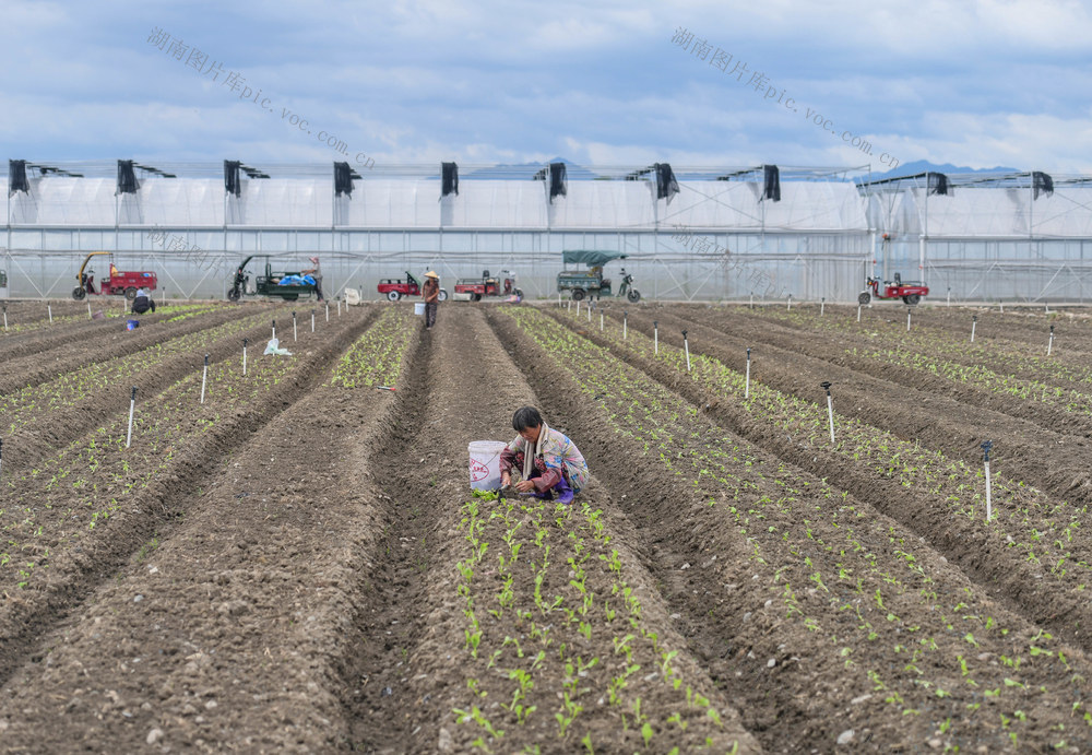 蔬菜基地
菜篮子
道县