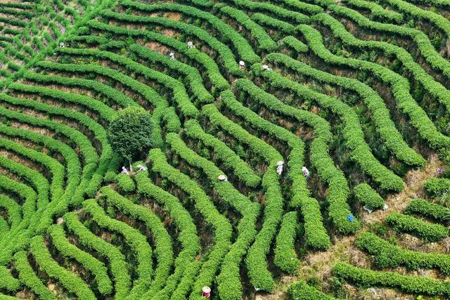 茶叶、秋茶、产业、采茶、茶农